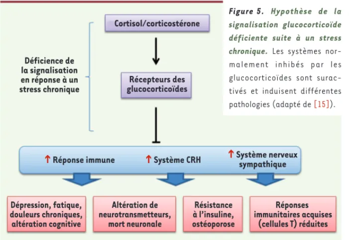 Figure 5.  Hypothèse de la  signalisation glucocorticoïde  déficiente suite à un stress  chronique