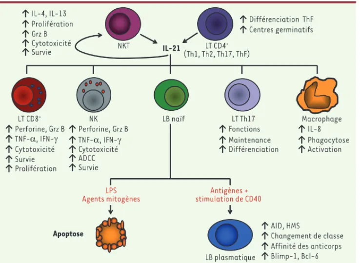 Figure 1. Effets biologiques de l’IL-21  sur les cellules du système  immuni-taire. L’IL-21 est principalement  pro-duite dans l’organisme par les cellules  T CD4 +  helper  (Th1, Th2, Th17, ThF) et  les cellules NKT