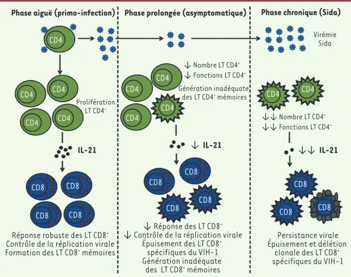 Figure 2. Importance de l’IL-21 produite par les cellules T CD4 +  dans le contrôle des infections virales  chroniques : l’exemple du VIH-1