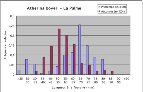 Figure 19 : Distribution en taille des captures de joël (Atherina boyeri) réalisées sur l’étang de La Palme au  printemps et à l’automne 2006