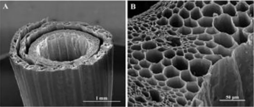 Fig. 1. Micrographs of a stalk of straw [22].