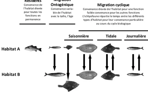 Figure 2. Schéma conceptuel illustrant les échelles spatio-temporelles de mouvements des espèces au sein  des habitats estuariens (d’après Rountree and Able, 2007) 