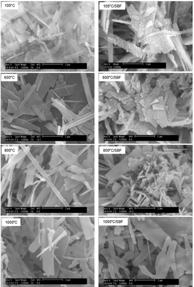 Fig. 7. SEM images of T80/t48/D4.5 treated at 105–1000 ! C before (left-hand-side) and after (right-hand-side) contact with SBF solution.