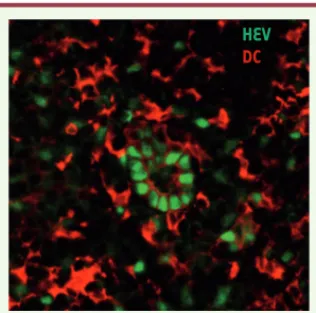 Figure 1. Interactions entre les cellules dendri- dendri-tiques (DC, en rouge) et les cellules  endothé-liales d’un vaisseau HEV (en vert) au sein d’un  organe lymphoïde secondaire.
