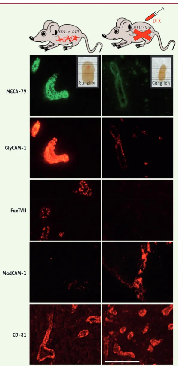 Figure 2. Les cellules dendritiques (DC) maintiennent le  phénotype mature et fonctionnel des cellules  endothé-liales HEV