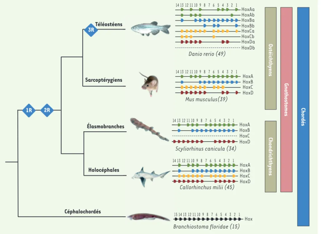 Figure 1. Organisation génomique des complexes Hox chez les chordés. L’organisation des complexes Hox (HoxA en vert, HoxB en bleu, HoxC en  jaune et HoxD en rouge) est représentée chez un poisson téléostéen (le poisson zèbre), un sarcoptérygien (la souris)