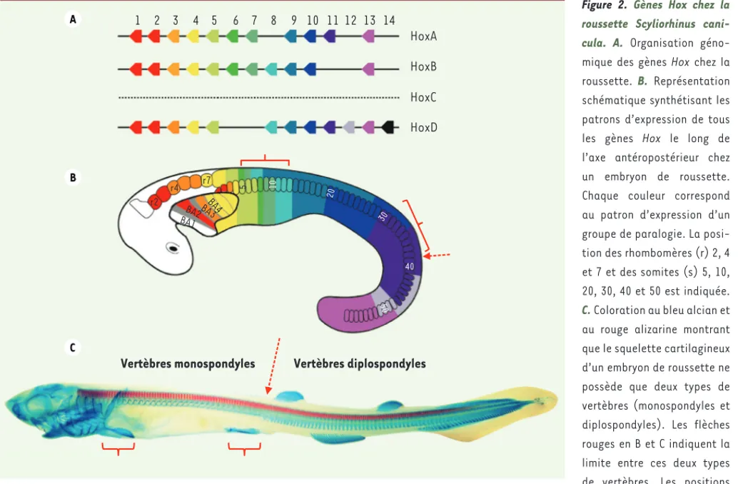 Figure 2. Gènes Hox chez la  roussette Scyliorhinus  cani-cula. A. Organisation  géno-mique des gènes Hox chez la  roussette