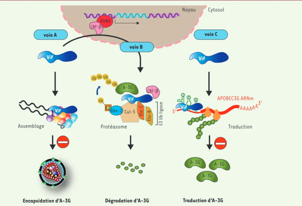 Figure 1. Mécanismes d’action de Vif. Vif contrecarre le facteur de restriction A3-G par au moins trois mécanismes distincts : (1) compétition avec  A-3G lors de l’assemblage viral (voie A), (2) induction de sa dégradation par le protéasome (voie B), et (3