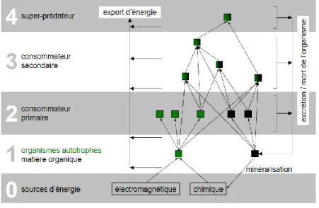 Figure 2 : Représentation d’un réseau trophique du point de vue énergétique. La voie photosynthétique est en vert, tandis que  la voie détritique est en noir