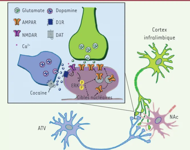 Figure 1. Implication de ERK dans la potentialisation des synapses glutamatergiques induite par  la cocaïne