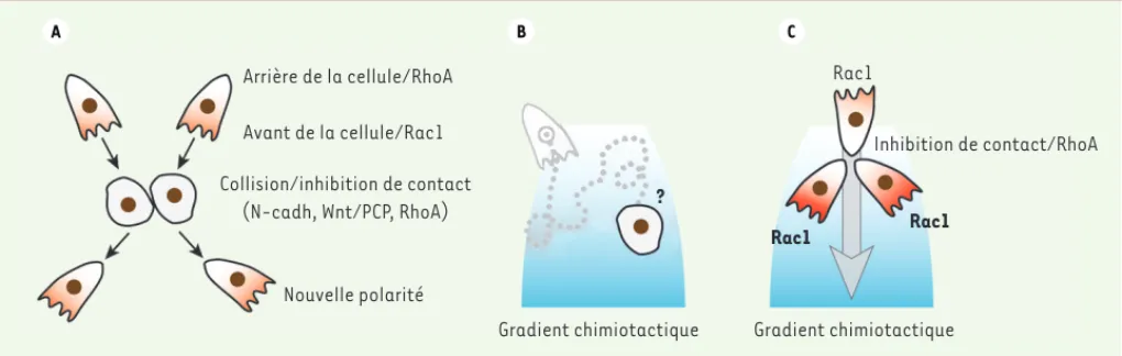 Figure 1. La polarité induite par l’inhibition de contact favorise la dispersion et le guidage des cellules de la crête neurale