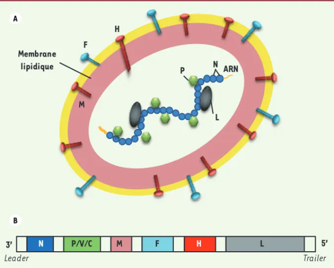 Figure 1. Le virus de la rougeole. A. Représentation schématique. L’enveloppe est constituée par  la membrane lipidique tapissée par la matrice (protéine M), les glycoprotéines H (se liant aux  récepteurs cellulaires du virus) et les protéines de fusion F