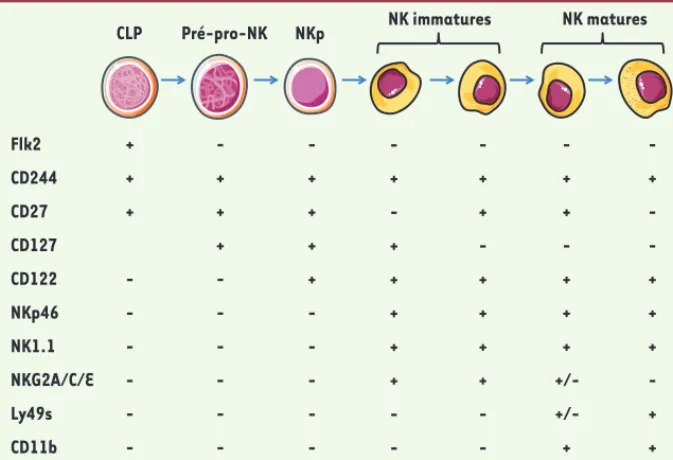 Figure 1. Développement et maturation des cellules NK murines. Expression de molécules de sur- sur-face par les cellules NK au cours de leur développement