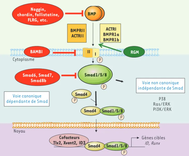 Figure 1. Voie de signalisation des BMP. Dans la voie dite canonique faisant intervenir les Smad, les BMP for- for-ment des dimères qui interagissent avec des tétramères de récepteurs membranaires de type sérine  thréo-nine kinase (deux récepteurs de type 