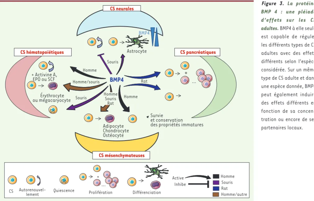 Figure 3. La protéine  BMP 4 : une pléiade  d’effets sur les CS  adultes. BMP4 à elle seule  est capable de réguler  les différents types de CS  adultes avec des effets  différents selon l’espèce  considérée