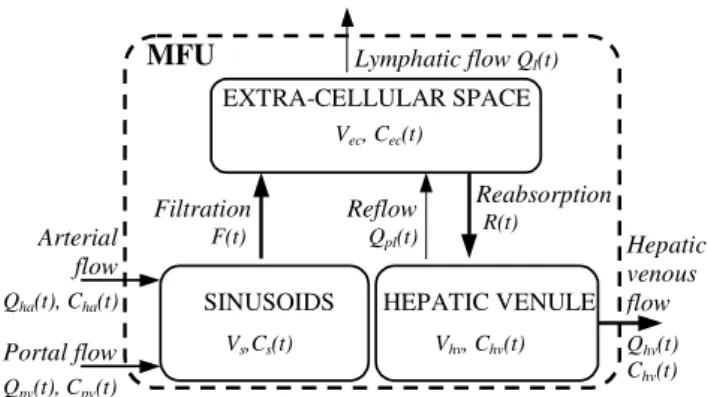 Figure 2: MFU EXTRA-CELLULAR SPACE V ec , C ec (t) SINUSOIDS V s ,C s (t) HEPATIC VENULEVhv, Chv(t)Arterialflow Portal flowQha(t), Cha (t) Q pv (t), C pv (t) HepaticvenousflowQhv(t)Chv(t)FiltrationF(t)ReabsorptionReflowR(t)Qpl(t)Lymphatic flow Ql(t)