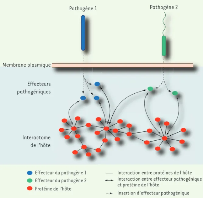 Figure 1. Ciblage des hubs (nœuds) de l’interactome protéique de l’hôte lors d’une attaque de  pathogènes (ici Psy et Hpa)