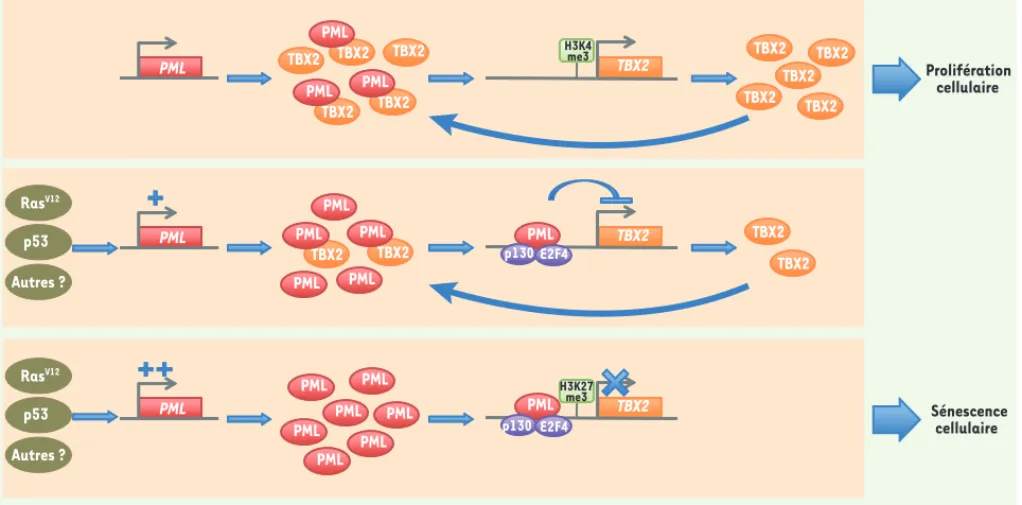 Figure 1. PML et TBX2 agissent au sein d’une boucle de régulation contrôlant la sénescence cellulaire