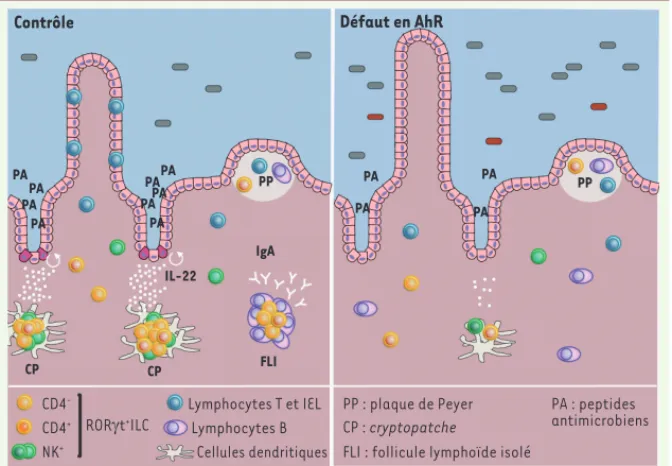 Figure 1. L’absence de AhR induit un changement profond de l’homéostasie intestinale. Dans   l’intestin, les lymphocytes intraépithéliaux (IEL) ainsi que les RORt + ILC jouent un rôle primordial  dans le maintien de l’homéostasie