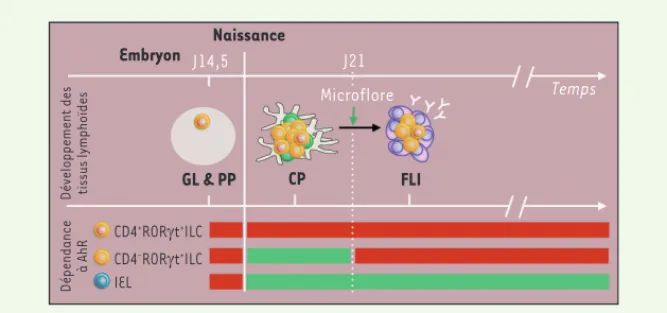Figure 2. Dépendance des LTi et IEL aux agonistes de AhR au cours du temps. Au cours de l’embryo- l’embryo-genèse, les cellules inductrices de tissus lymphoïdes (LTi) induisent le développement des ganglions  lymphatiques (GL) et des plaques de Peyer (PP)