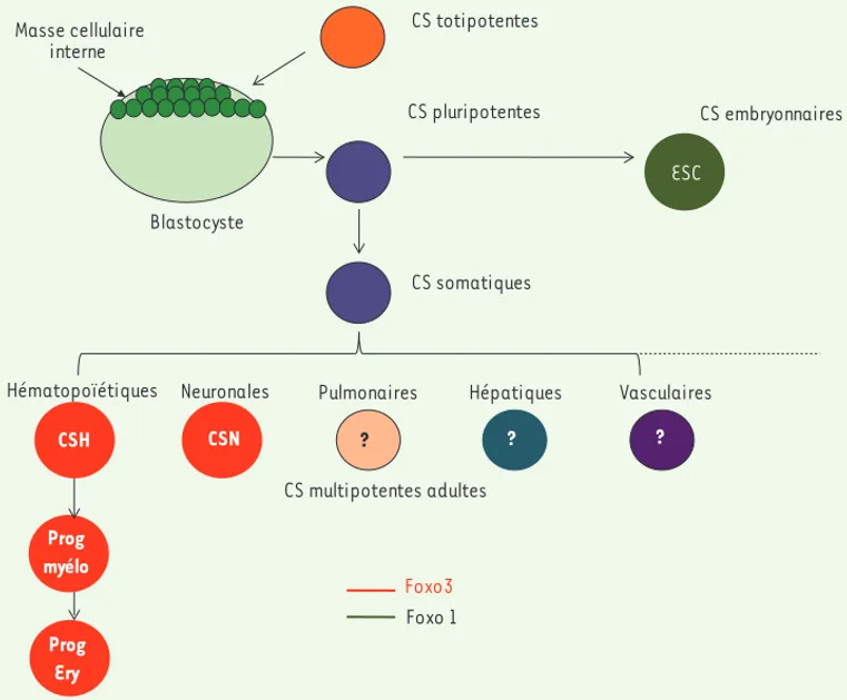 Figure 2. Rôle de FoxO1 (vert) et de FoxO3 (rouge) dans la conservation des propriétés des cellules souches  embryonnaires et adultes respectivement
