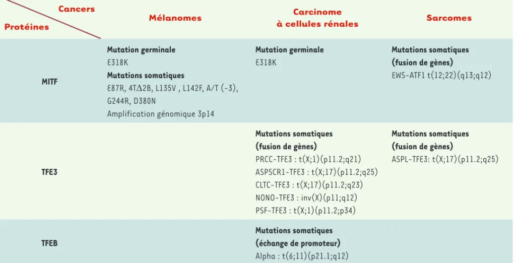 Tableau I. Altérations des facteurs de transcription de la famille MiT (MITF, TFE3, TFEB) dans les cancers chez l’homme