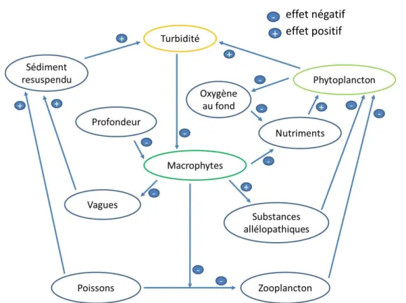 Figure 1. Interactions dans un écosystème de lac peu profond  expliquant la stabilité  des états ‘turbides’ et ‘riches en macrophytes’ (d’après Scheffer et al 1993)