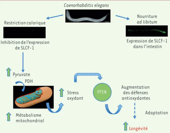 Figure 2. L’effet de la restriction calorique sur la longévité dépend d’une réponse adaptative  à un stress modéré qui requiert la protéine oncosuppressive PTEN