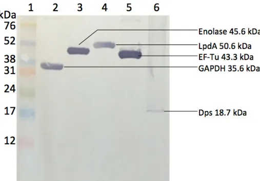 Figure 3. Anti-His Immunoblotting Analysis of Purified Recombinant Proteins. Western  blot with anti-His as primary antibody shows the His-tag conservation and expected molecular  weights of FPLC purified recombinant proteins