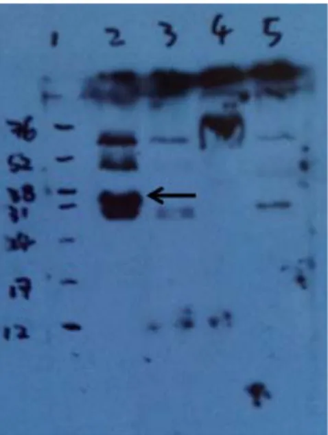 Figure 4. Fluorescent western blot analysis with antisera against SE from immune layers