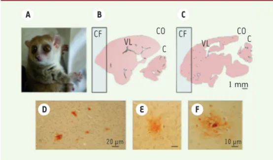 Figure 3.  Analyse histologique des cerveaux de microcèbes. A. Photographie  montrant un microcèbe adulte, un des plus petits primates lémuriens existant