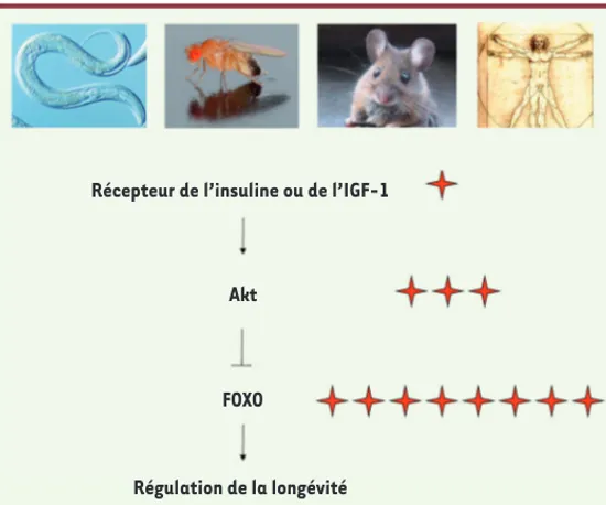 Figure 1. La voie de signalisation insuline-FOXO joue un rôle majeur dans  la régulation de la longévité chez le ver, la mouche, la souris et l’homme