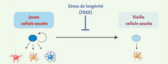 Figure 3. Rôle des facteurs de transcription  FOXO dans le renouvellement des cellules  souches
