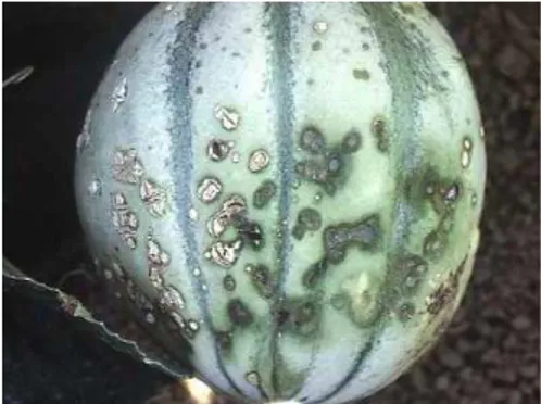 Figure 1 : Symptômes sur melon infecté par P. syringae 