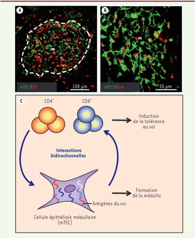 Figure 1. Composition et contrôle de l’épithélium médullaire thymique. A. Aspect en microscopie  confocale d’une préparation de coupe de thymus d’une souri s C57BL/6 sauvage, marquée avec  des anticorps anti-kératine 14 qui détectent les mTEC (vert) et des