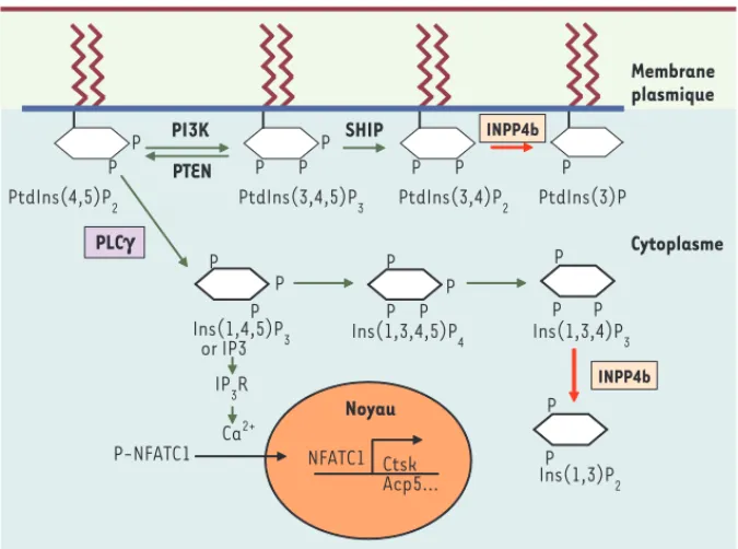 Figure 1. Voies de signalisation modulées par INPP4b. Représentation shématique des voies méta- méta-boliques des phosphatidylinositol et inositol phosphates indiquant le rôle potentiel d’INPP4b  dans la signalisation de l’IP 3 , du calcium et du facteur t