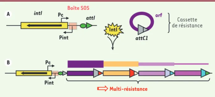 Figure 3. Intégrons de résistance aux antibiotiques. A. Plate-forme structurelle de l’intégron ; intI :  gène codant l’intégrase ; Pint : promoteur de l’intégrase ; Pc : promoteur des cassettes de gène ; attI  et attC : sites de recombinaison spécifique