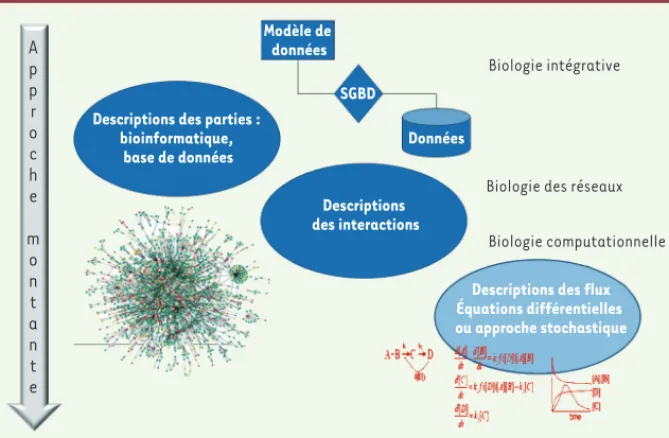 Figure 2. Les trois étapes dans la modélisation d’un système biologique.