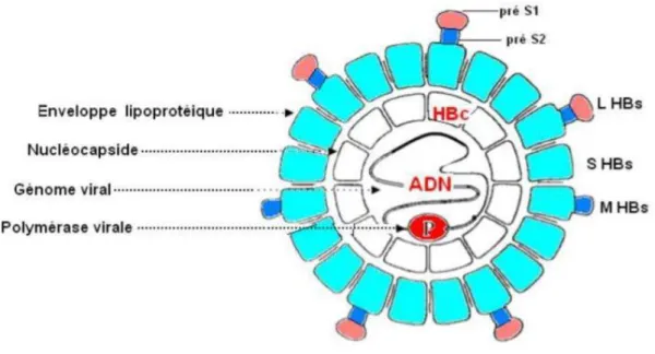 Figure 2.-Structure du virus VHB (BELAOUIRA et KINIOUAR, 2016)