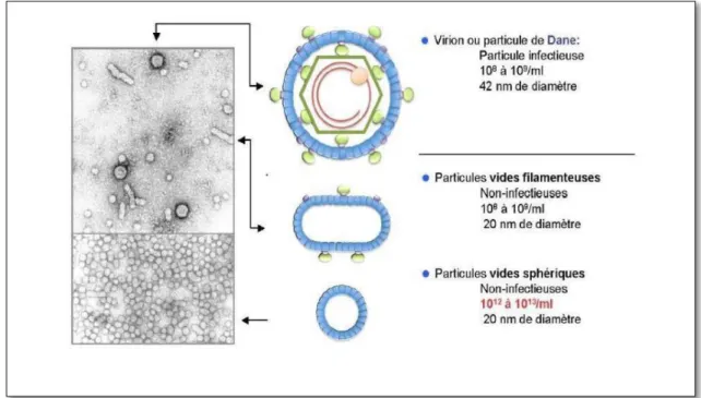 Figure 3.- Particules virales sérique circulants du virus de l’hépatite B (BOUSMAHA et  HANNACHE, 2016) 