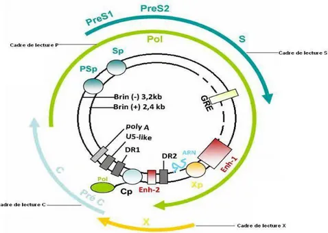 Figure 4.- Organisation du génome du VHB et phase de lecture (DÉNY P et ZOULIM F, 2010)  Le  cadre  S  code  pour  les  protéines  d’enveloppe