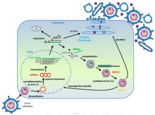 Figure 5.-Cycle de réplication du virus de l’hépatite B dans l’hépatocyte (LAUCIFORA, 2008) 