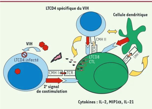 Figure 2. Mode d’action de la réponse cellulaire anti-VIH chez une grande partie des  patients  HIV controllers