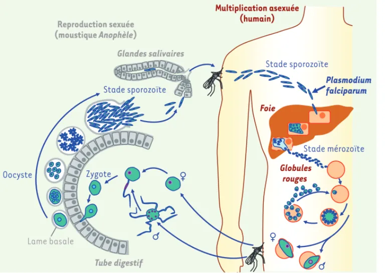 Figure 1. Cycle de vie de Plasmo- Plasmo-dium falciparum. Le parasite est un  organisme eucaryote unicellulaire  (un protiste) dont les stades  infec-tieux sont appelés des « zoïtes »