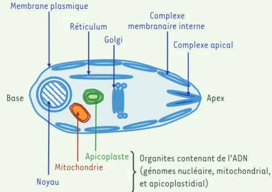 Figure 2. Schéma de la compartimentation membranaire dans une cellule de  Plasmodium falciparum