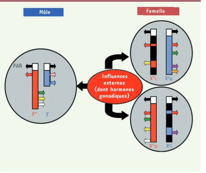Figure 1. Les gènes des chromosomes sexuels ne  sont pas tous équivalents et peuvent  s’expri-mer différemment selon le sexe de l’individu
