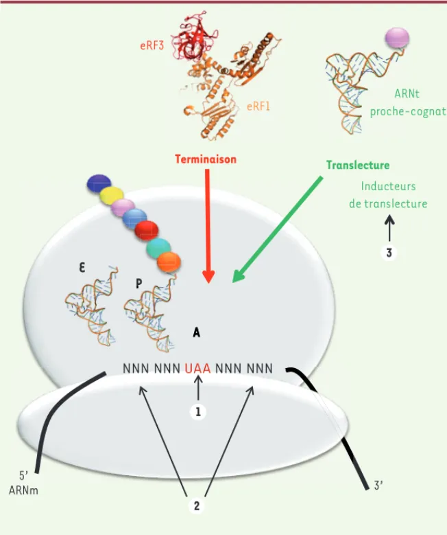 Figure 2. Compétition entre la terminaison  de la traduction et la translecture.  Lorsqu’un  codon stop sur l’ARNm entre au site A du  ribo-some, il y a une compétition entre un ARNt  proche-cognat, c’est-à-dire possédant deux  appariements de base sur tro