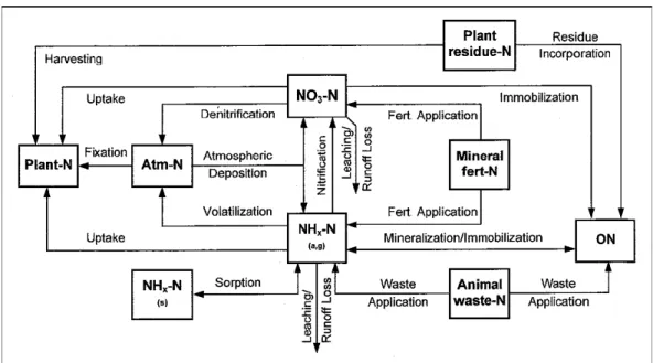 Figure 12: Cycle de l’azote de DRAINMOD-N II, d’après Youssef et al. (2005) 