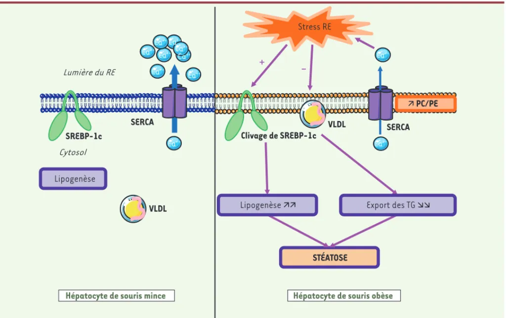 Figure 1. Mécanisme conduisant à l’activation du stress du réticulum endoplasmique et à l’installation d’une stéatose dans le foie de la souris  obèse