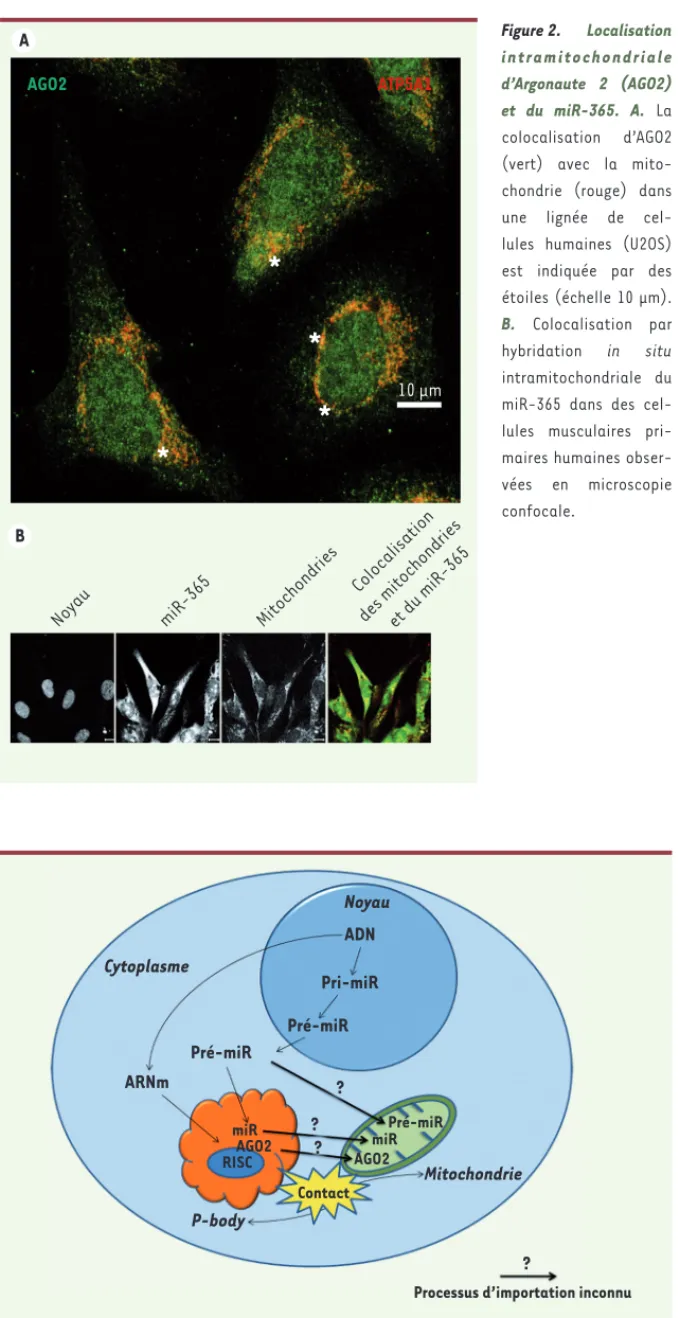 Figure 3. Interaction dynamique des P-bodies avec la mitochondrie. Cette interaction joue un rôle  dans la régulation d’expression des gènes par ARN interférence du fait de la présence de  micro-ARN pré-matures (pre-miR) et matures (miR) ainsi que de la pr